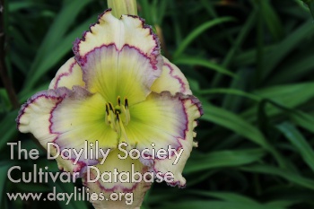 Daylily Stenciled Infusion